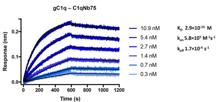 Assessment of the binding affinity between recombinant C1q protein and immobilized antibody using Biacore-Ligand Interaction (BLI) technology.