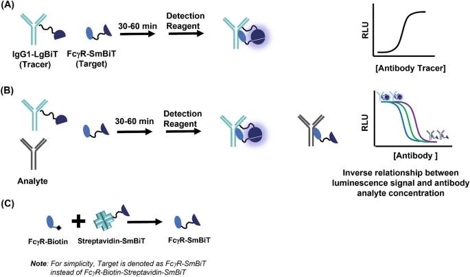 Fig.3 Schematic illustrating the FcγR immunoassay. (OA Literature)