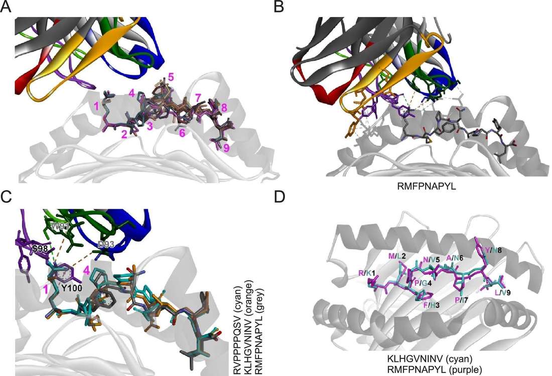 Fig.1 Structural basis of Fab cross-reactivity with tumor-associated peptides. (OA Literature)