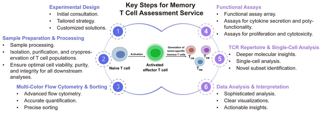 A simple procedure for memory T cell assessment service. (Creative Biolabs Original)