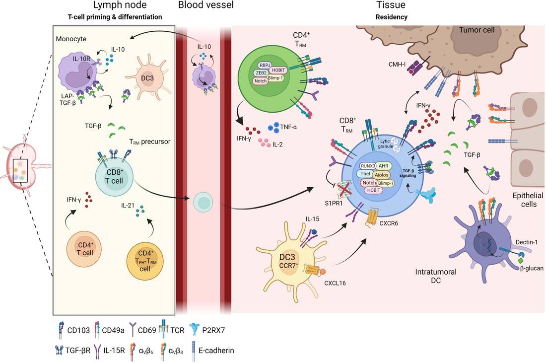 Fig.1 Identifying TRM differentiation in tissue. (OA Literature)