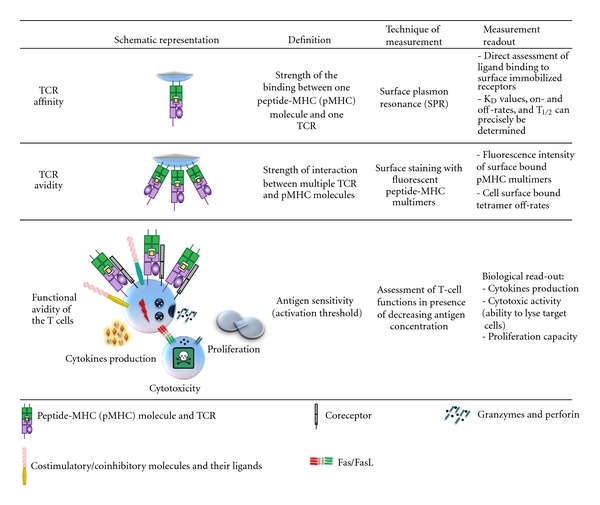 Fig 1. Factors impacting the functional avidity of a T-cell clone. (OA Literature)