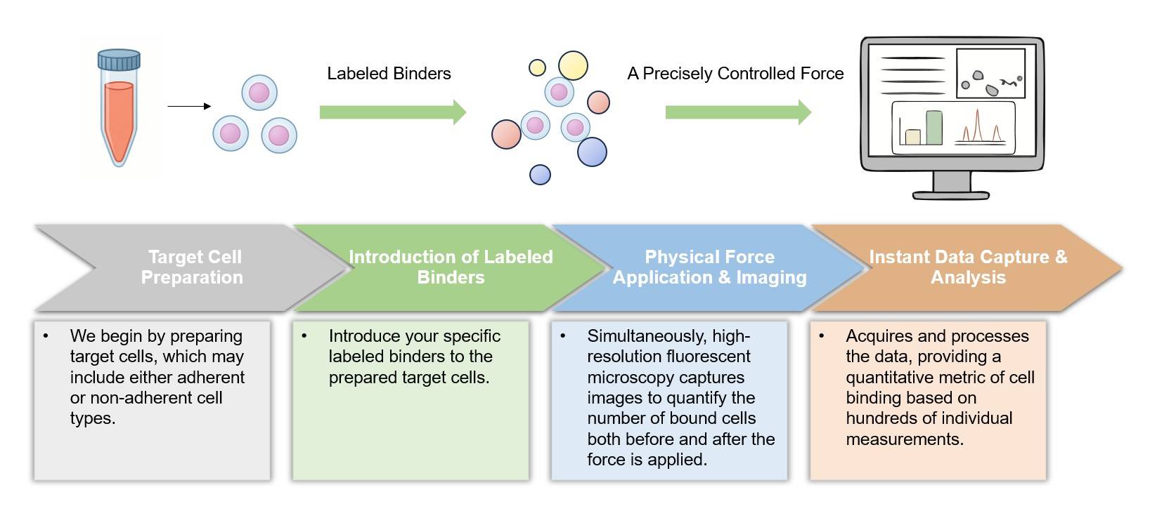 Core steps of cell avidity analysis service. (Creative Biolabs Original)