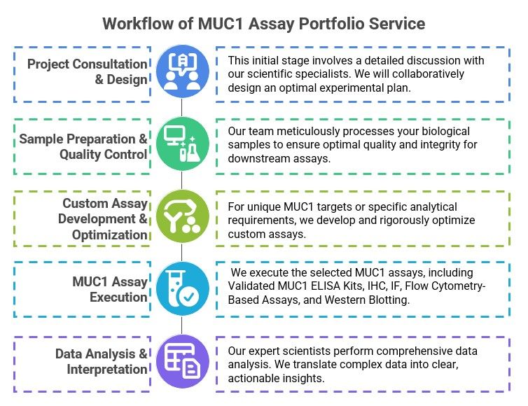 Streamlined MUC1 assay service workflow. (Creative Biolabs Original)
