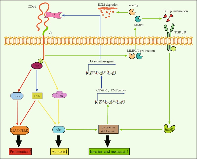 Fig.1 The relationship between CD44v6 and hyaluronic acid (HA). (OA Literature)