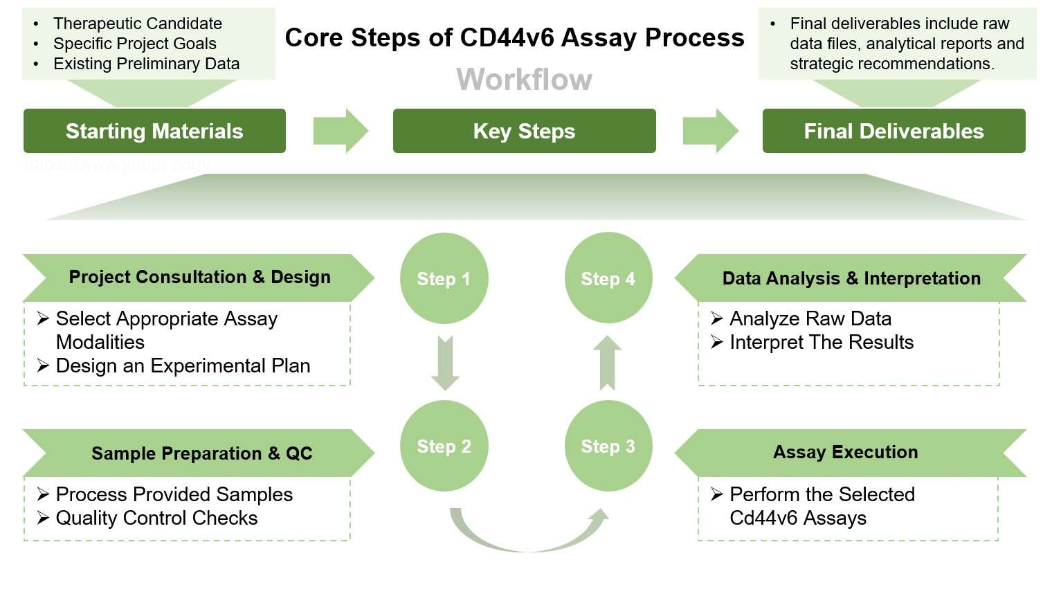 Core steps of CD44v6 assay process. (Creative Biolabs Original)