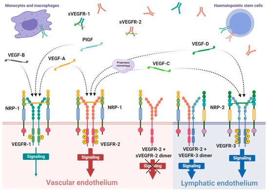 Fig.1 Illustration of VEGF and its receptors. (OA Literature)