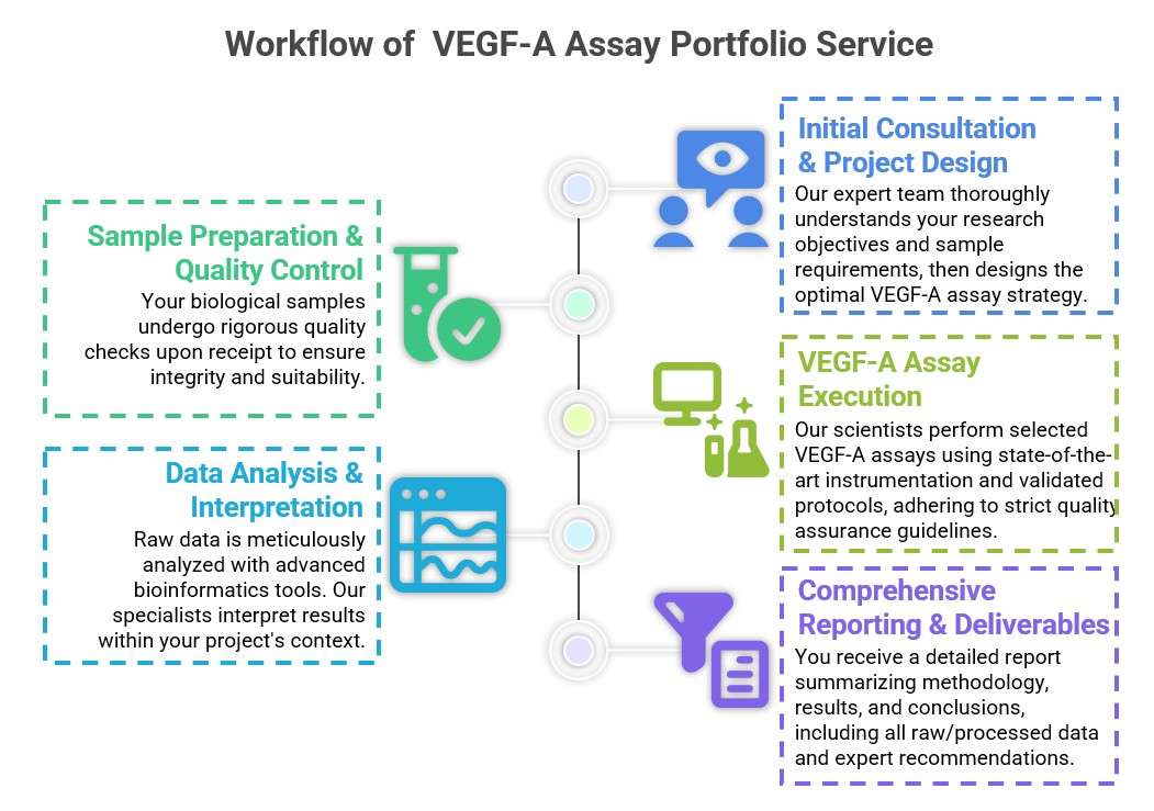 Core steps of VEGF-A assay service process. (Creative Biolabs Original)