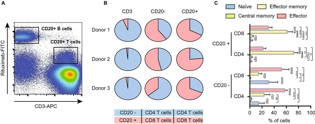 Fig.1 Flow cytometry reveals predominant effector‑memory phenotype of CD20⁺ T cells. (OA Literature)