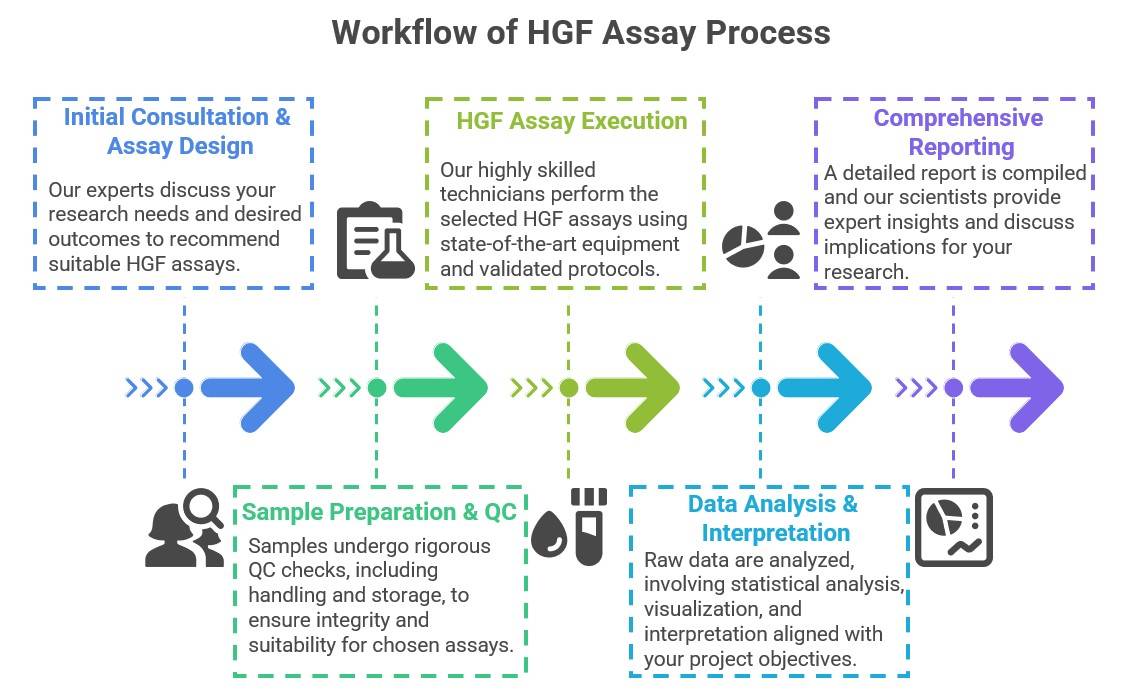 Core steps of HGF assay process. (Creative Biolabs Original)