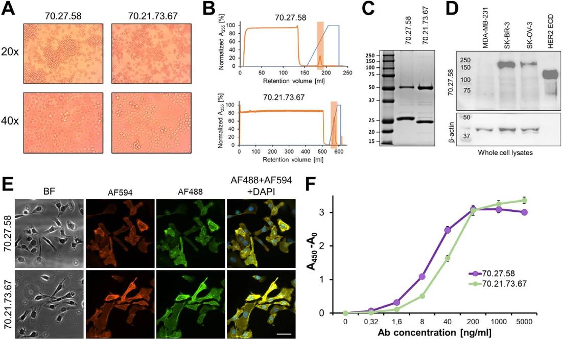Fig.1 Generation and analysis of anti-HER2 monoclonal antibodies. (OA Literature)