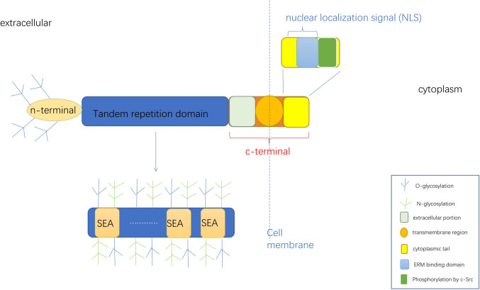 Fig.1 Schematic representation of MUC16 structure. (OA Literature)