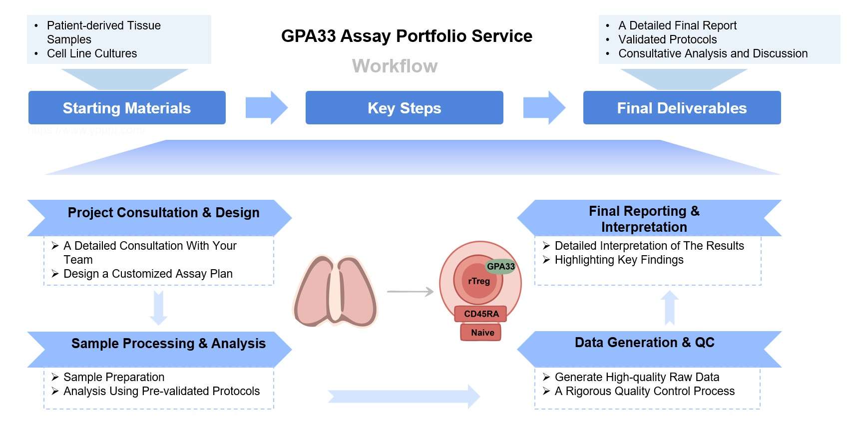 Core steps of GPA33 assay process. (Creative Biolabs Original)