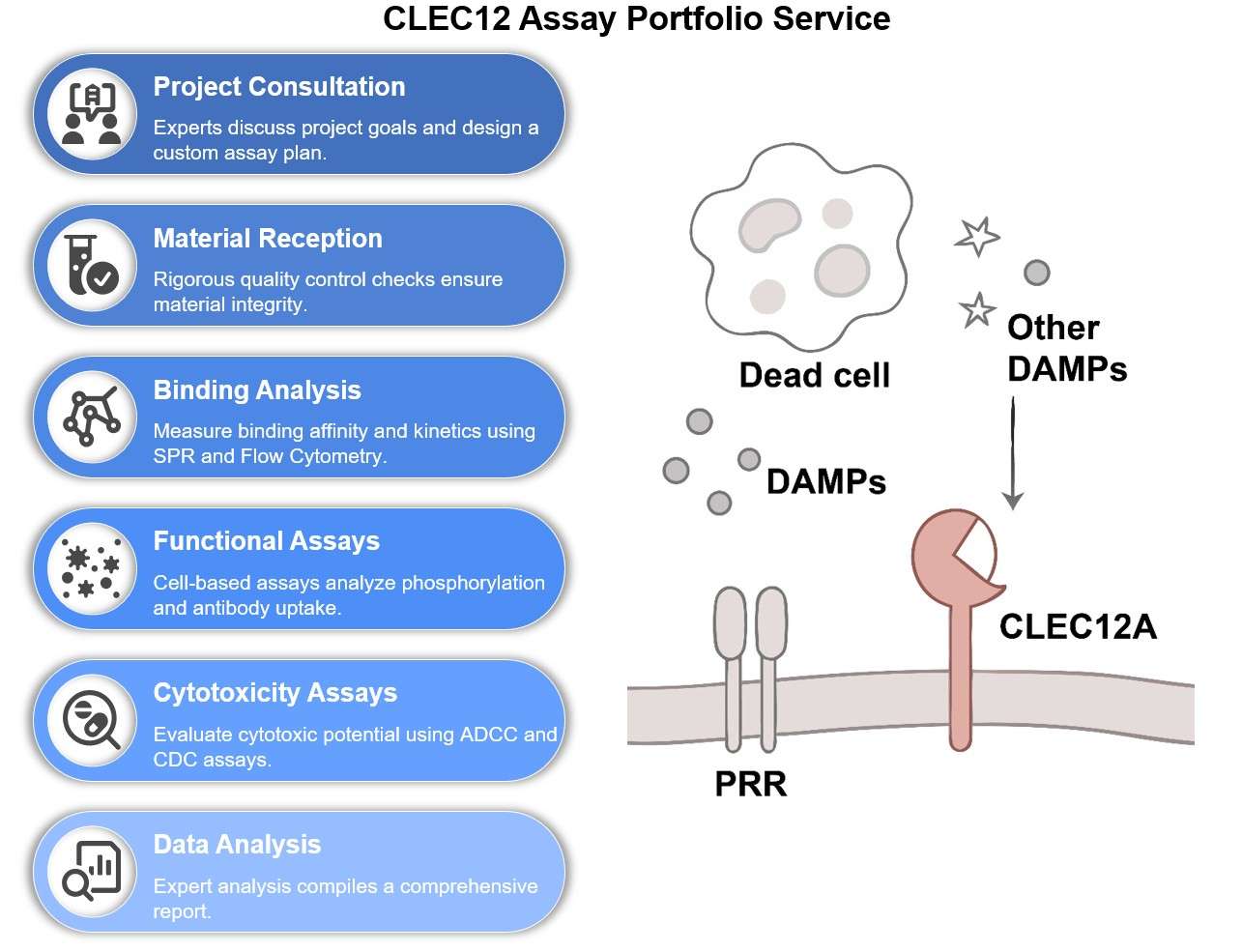 Core steps of CLEC12 assay process. (Creative Biolabs Original)
