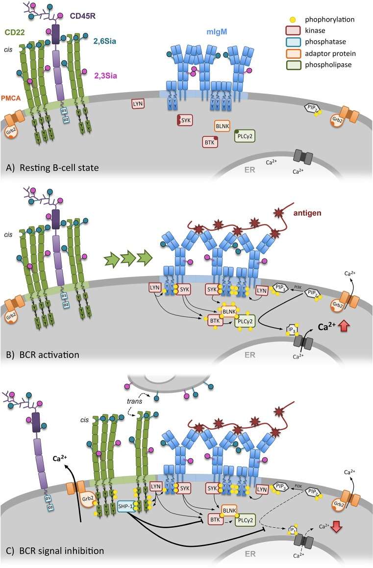 Fig.1 CD22 dependent regulation of the BCR signal. (OA Literature)