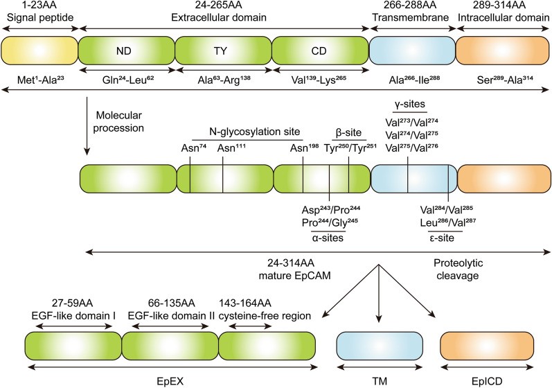 Fig.1 Diagrammatic depiction of EpCAM structure. (OA Literature)