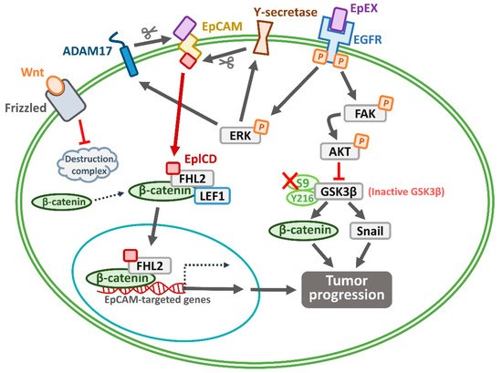 Fig.2 EpCAM-dependent signaling networks in malignancy. (OA Literature)
