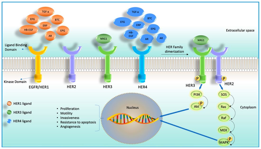 Fig.1 RTK family members and HER2/HER3 ligand-dependent signaling activation. (OA Literature)
