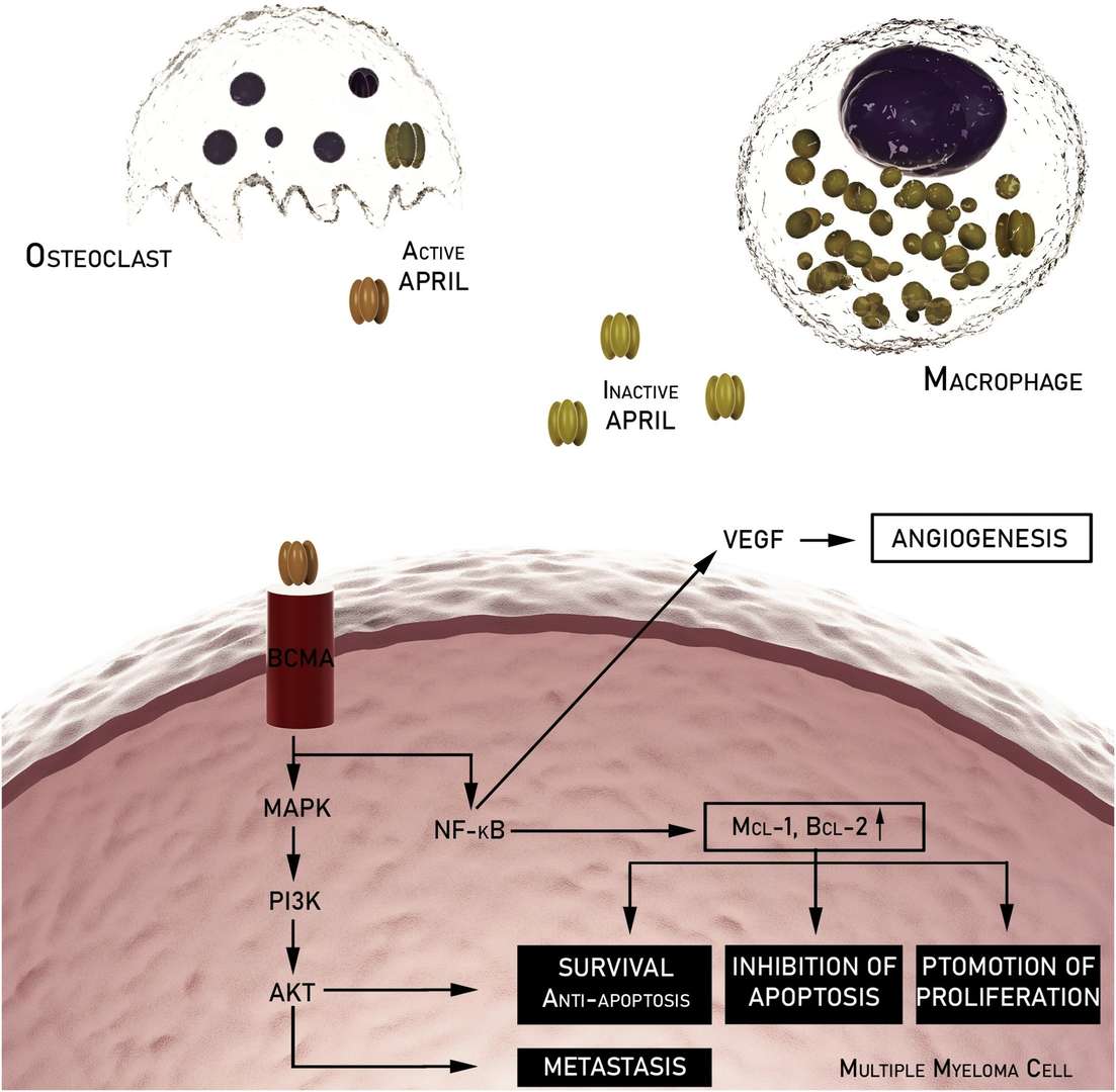 Fig.1 APRIL production and receptor interactions in immune cells. (OA Literature)