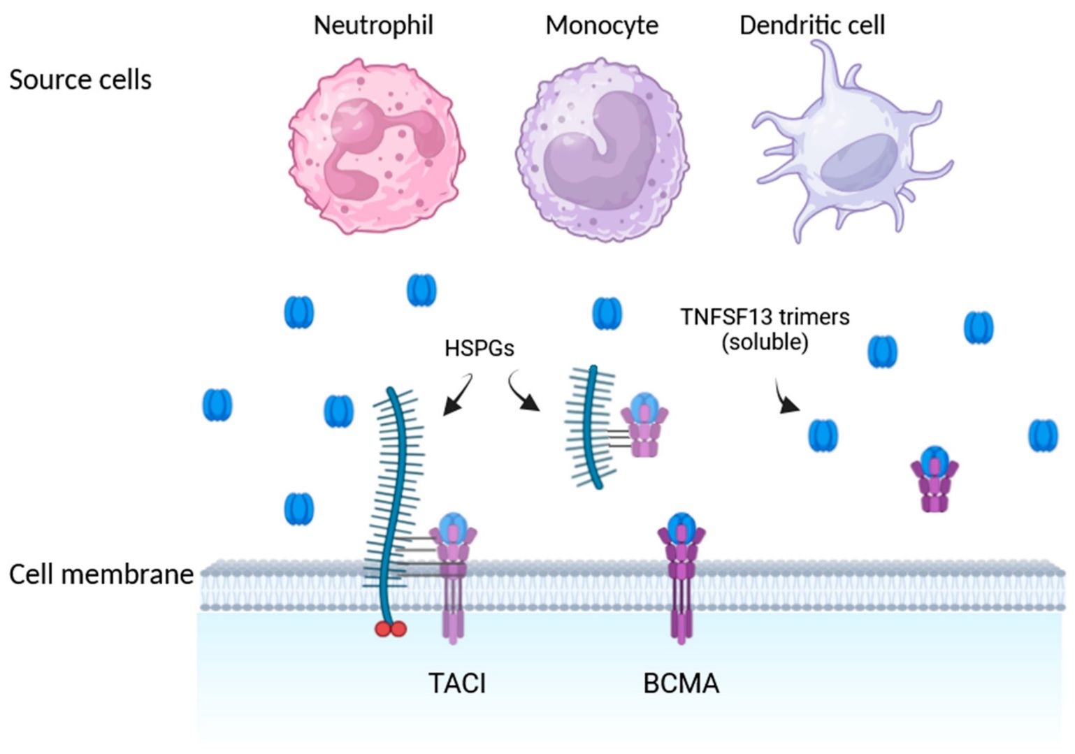 Fig.2 EpCAM-dependent signaling networks in malignancy. (OA Literature)