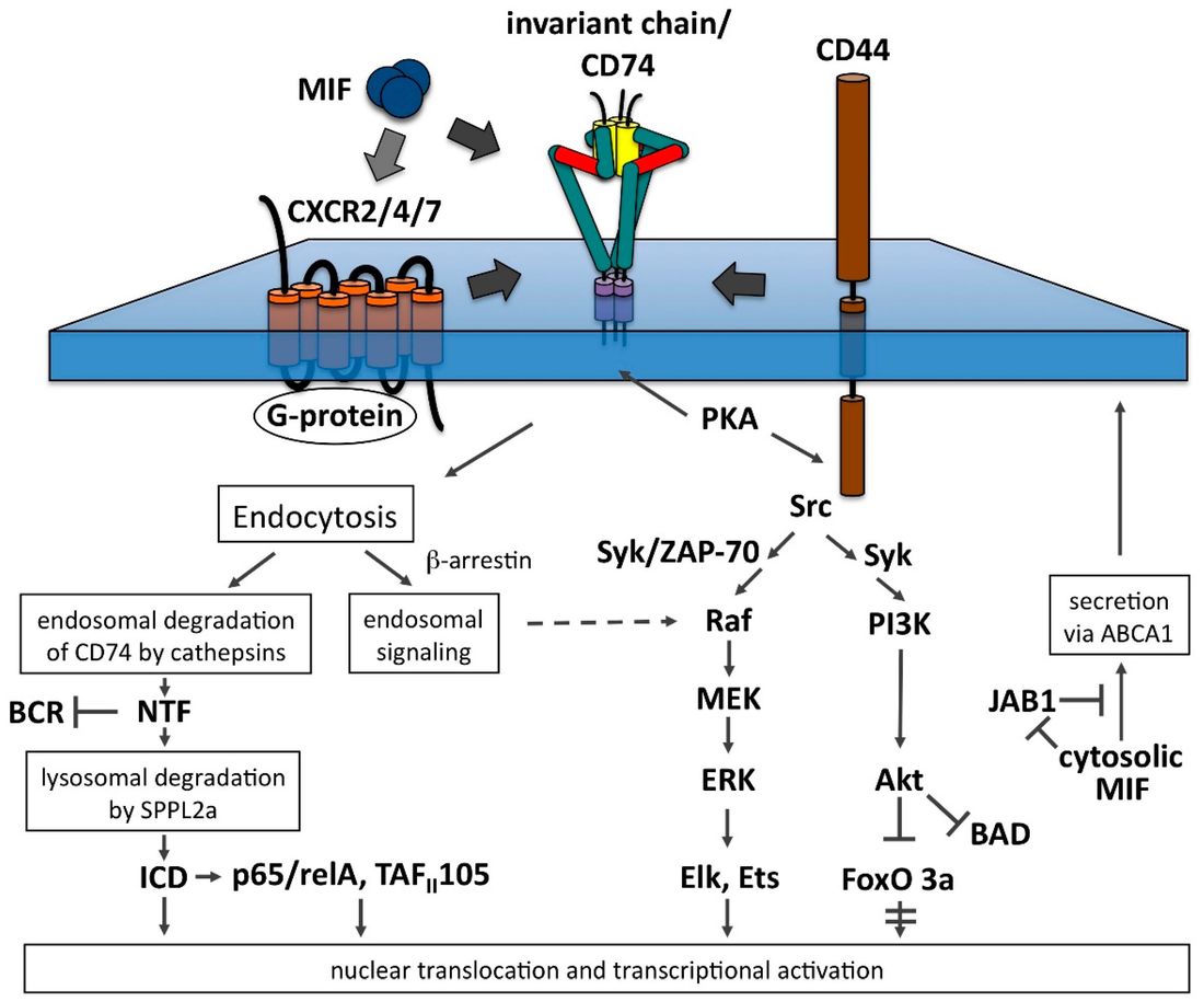 Fig.1 Downstream signaling pathways activated by MIF binding to CD74-CD44 complexes. (OA Literature)