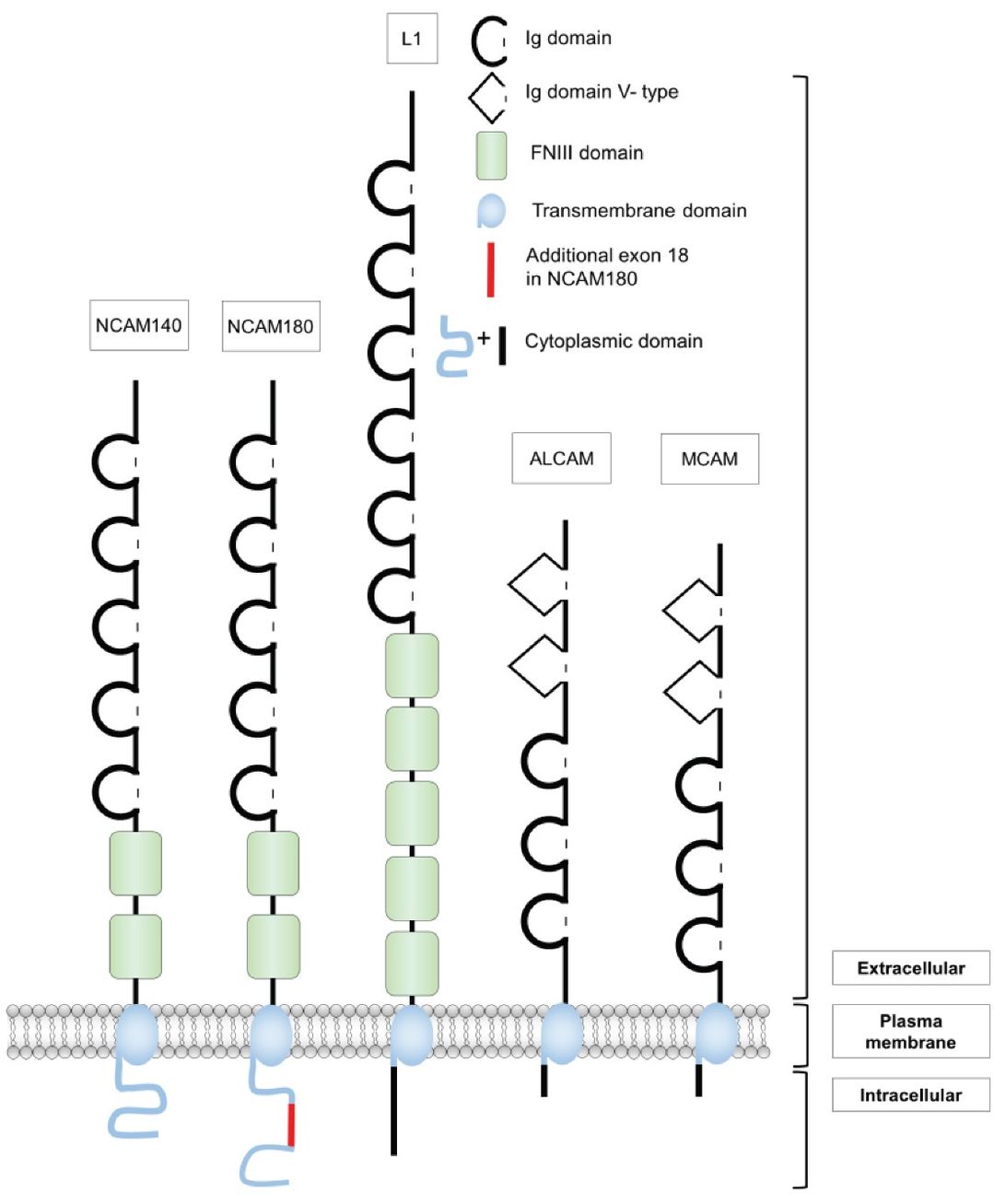 Fig.1 Different isoforms of CD56. (OA Literature)