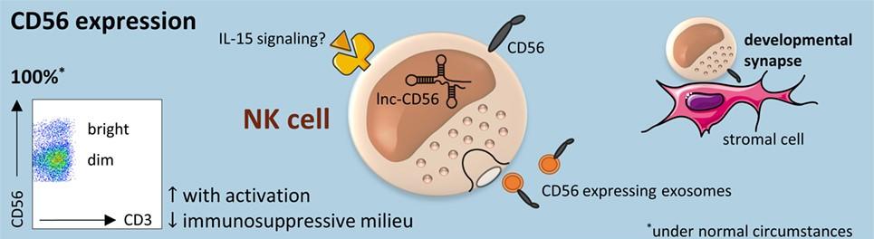 Fig.2 Functional heterogeneity of NK cell subsets defined by CD56 expression. (OA Literature)