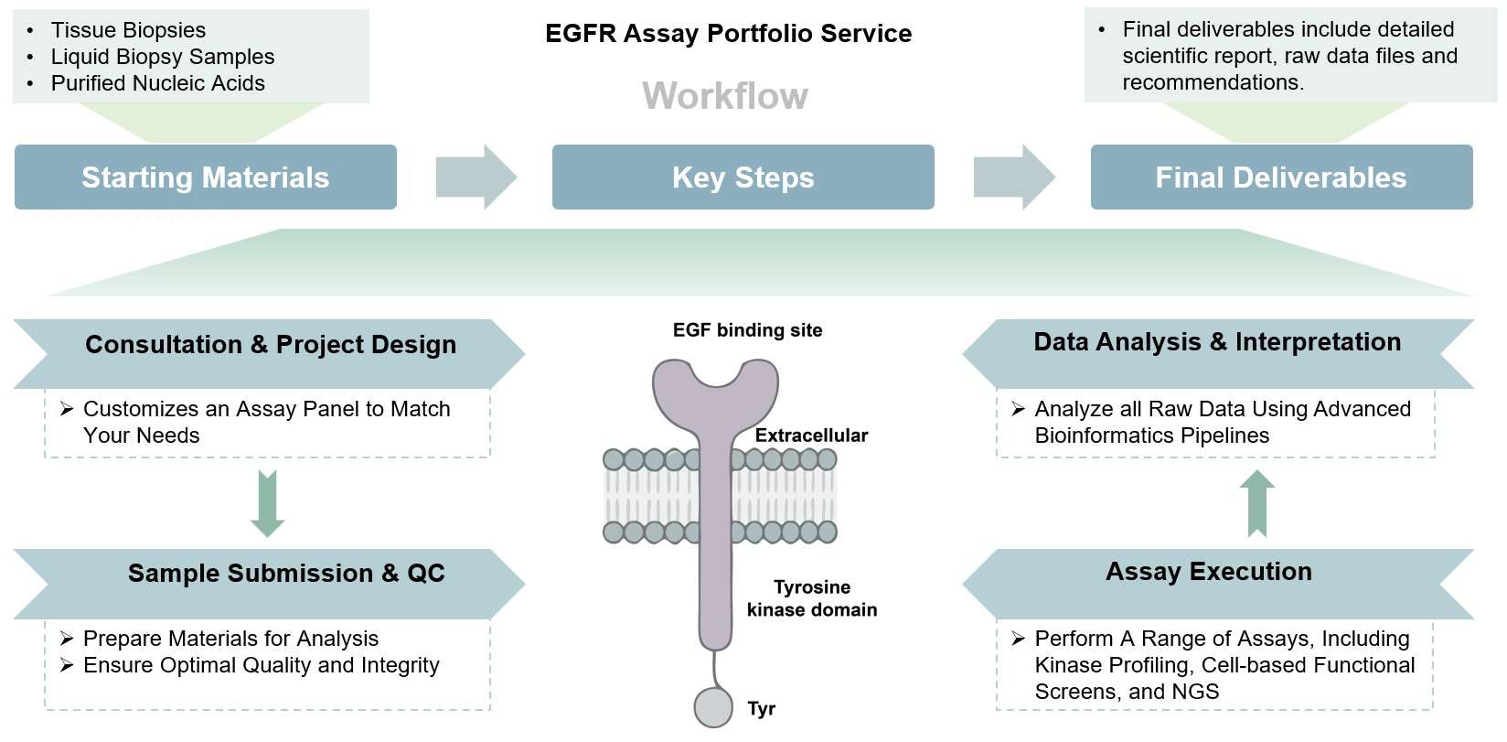 EGFR workflow ensures efficient, precise analysis from consultation to comprehensive reporting and data delivery. (Creative Biolabs Original)