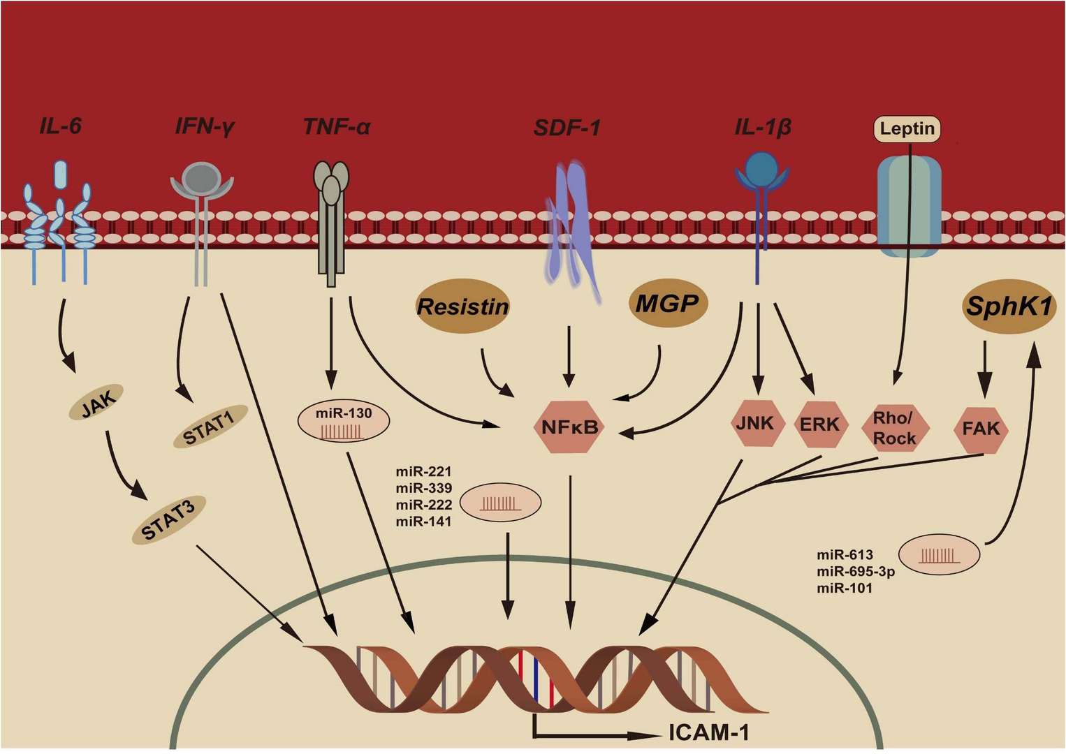 Fig.1 Signaling pathways and epigenetic regulation of ICAM-1 in colorectal cancer. (OA Literature)