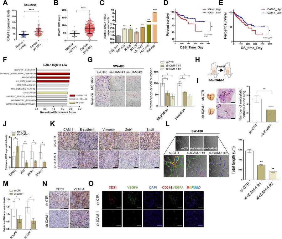 Fig.2 ICAM-1-mediated EMT and angiogenesis contribute to colorectal cancer progression. (OA Literature)