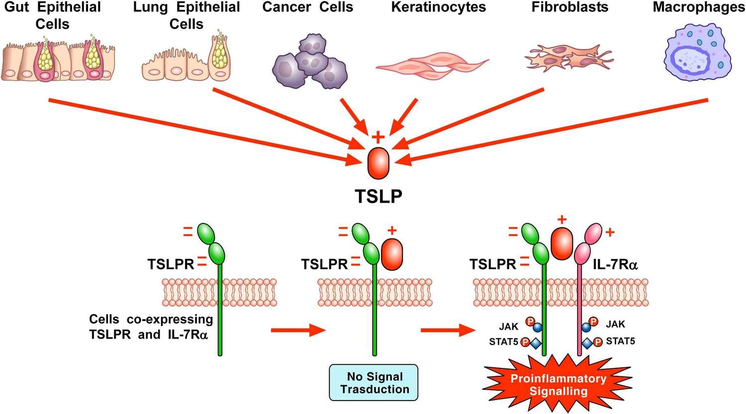 Fig.1 TSLP-induced receptor activation and downstream signaling pathway. (OA Literature)