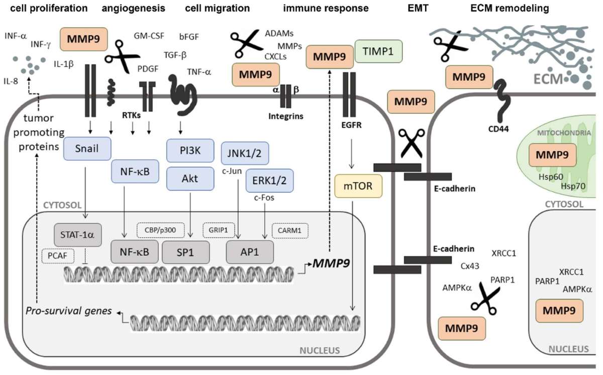 Fig.2 Schematic overview of signaling cascades leading to MMP9 upregulation. (OA Literature)