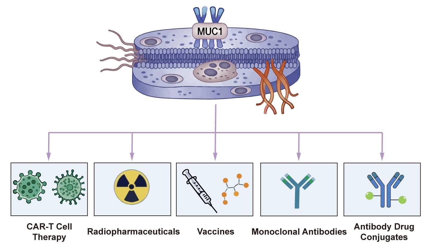 Fig.1 Advances in MUC1-targeted therapeutic agents. (Creative Biolabs Original)