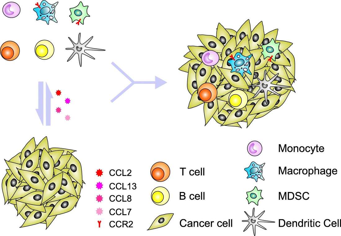Fig.2 Unraveling the amplification of tumor cell extravasation via TME crosstalk. (OA Literature)
