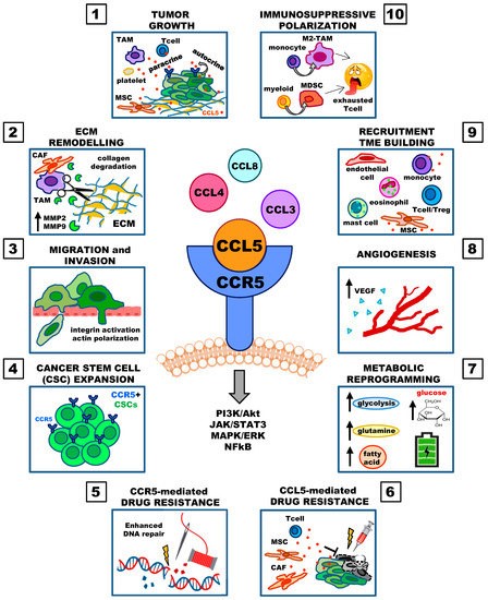 Fig.1 The role of the CCL5/CCR5 axis in cancer development. (OA Literature)