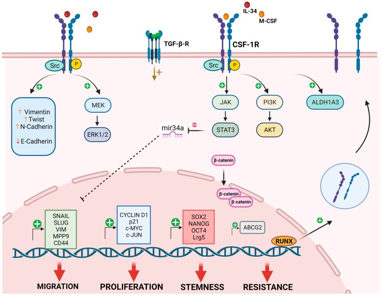 Fig.2 Oncogenic signaling and functions of CSF-1R across cancer cell types. (OA Literature)