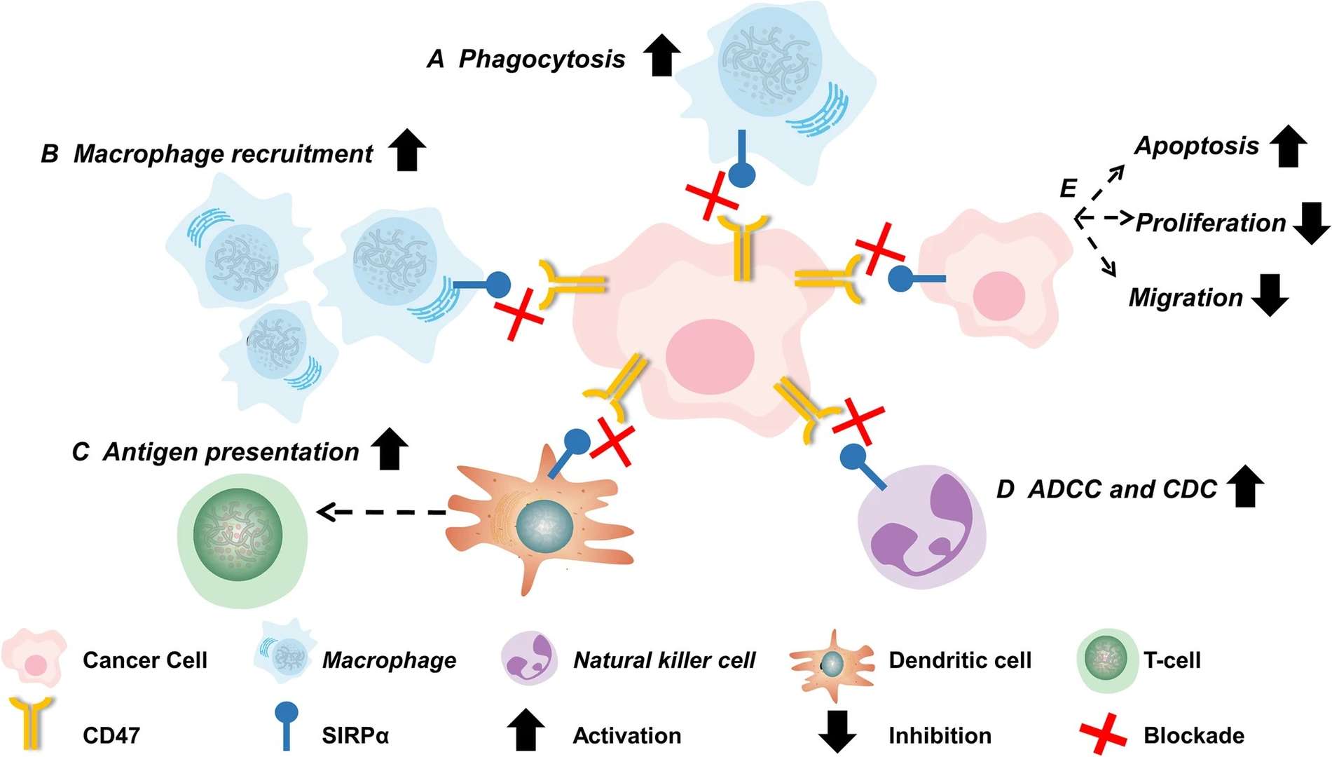 Fig.1 Novel strategies in CD47-targeted therapy for hematological malignancies. (OA Literature)