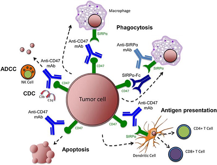 Fig.2 CD47-SIRPα as a novel frontier in cancer immunotherapy. (OA Literature)