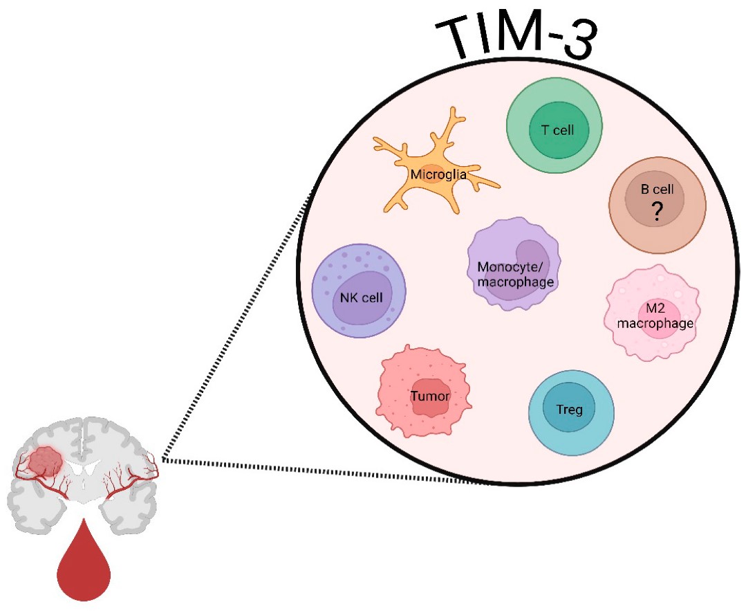Fig.1 Cellular sources of TIM-3 expression in the glioblastoma microenvironment. (OA Literature)