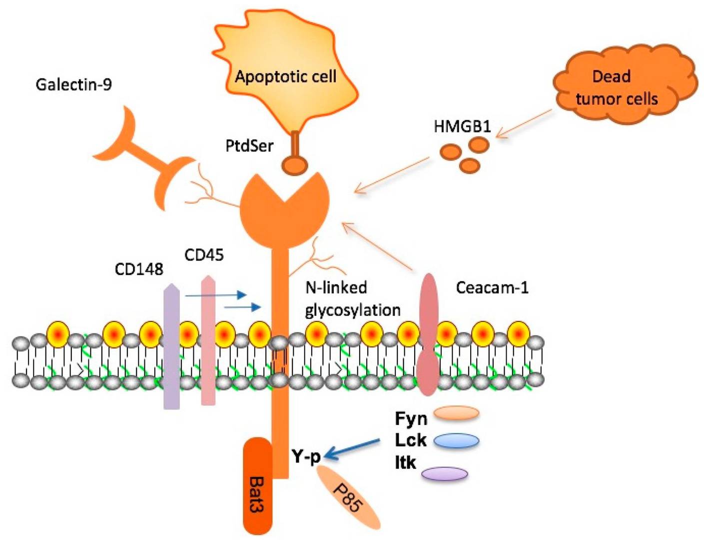 Fig.2 Decoding TIM-3 signaling: Ligand engagement and adaptor protein recruitment. (OA Literature)