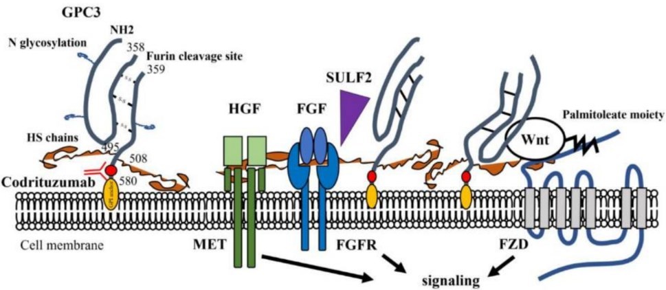 Fig.1 The structure of the GPC3 molecule and its role in hepatocellular carcinoma (HCC) progression. (OA Literature)