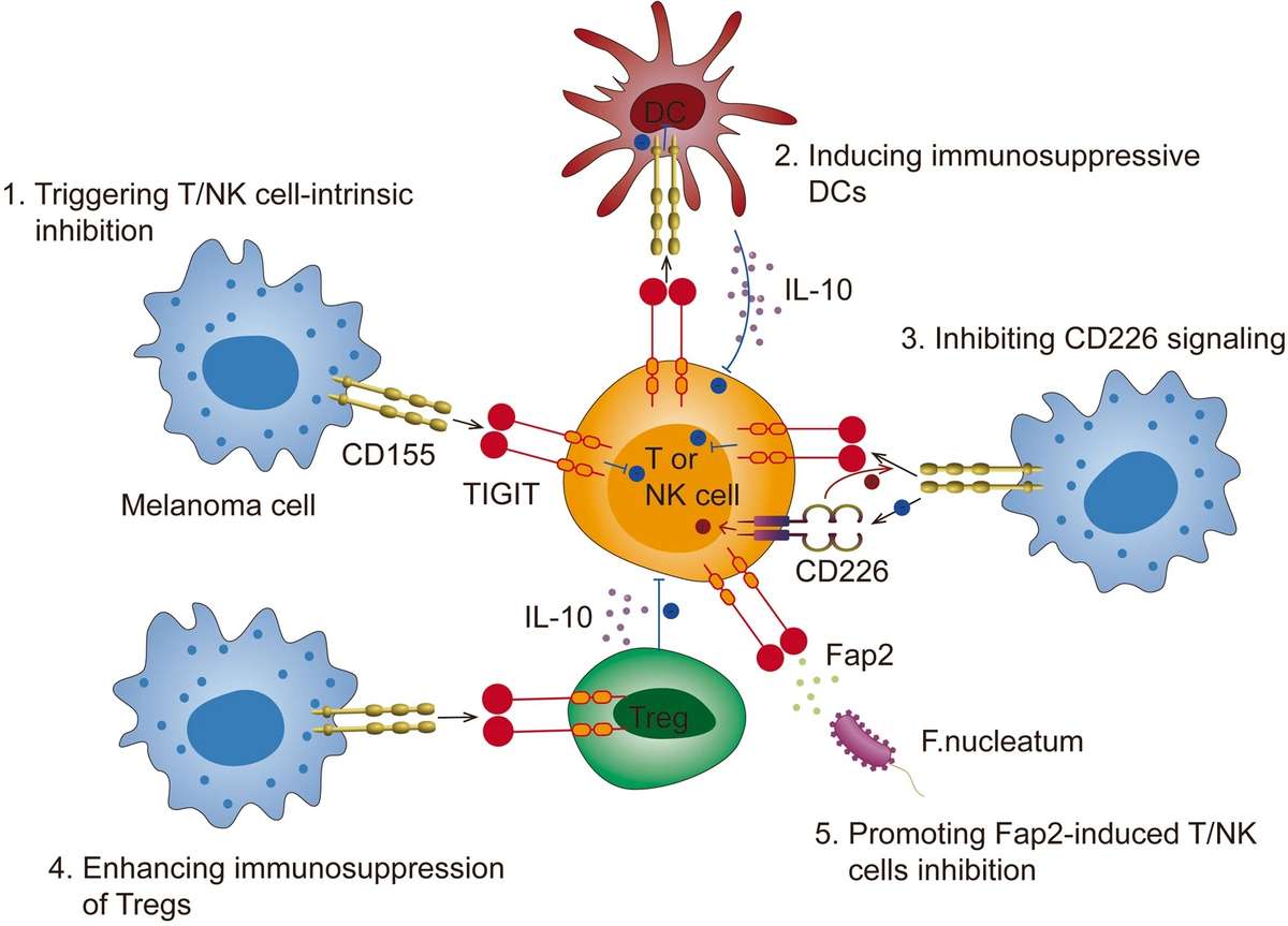 Fig.2 Diverse mechanisms of TIGIT-mediated immunosuppression across innate and adaptive immunity. (OA Literature)