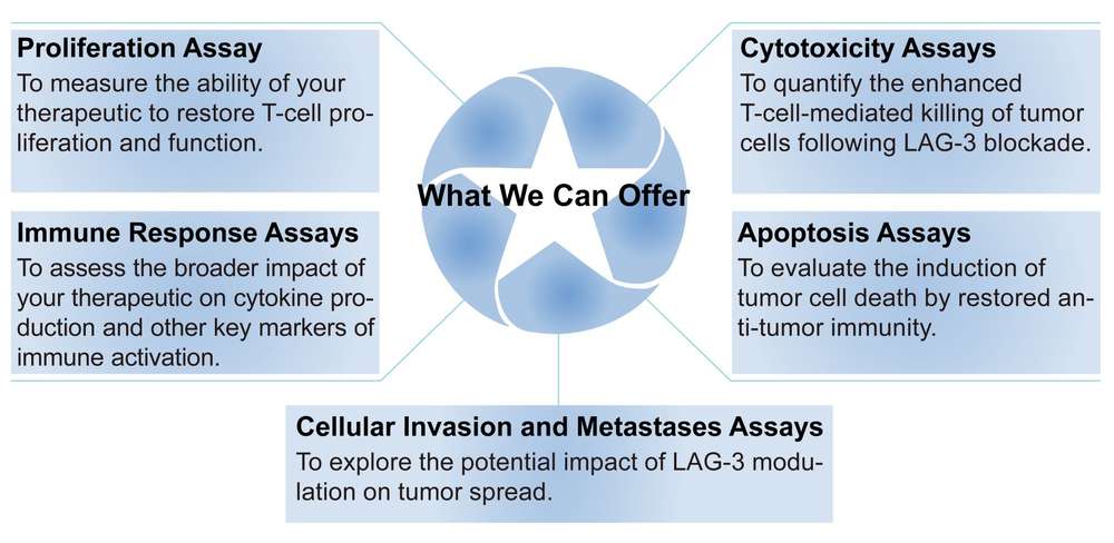 Creative Biolabs' LAG-3 related assays. (Creative Biolabs Original)