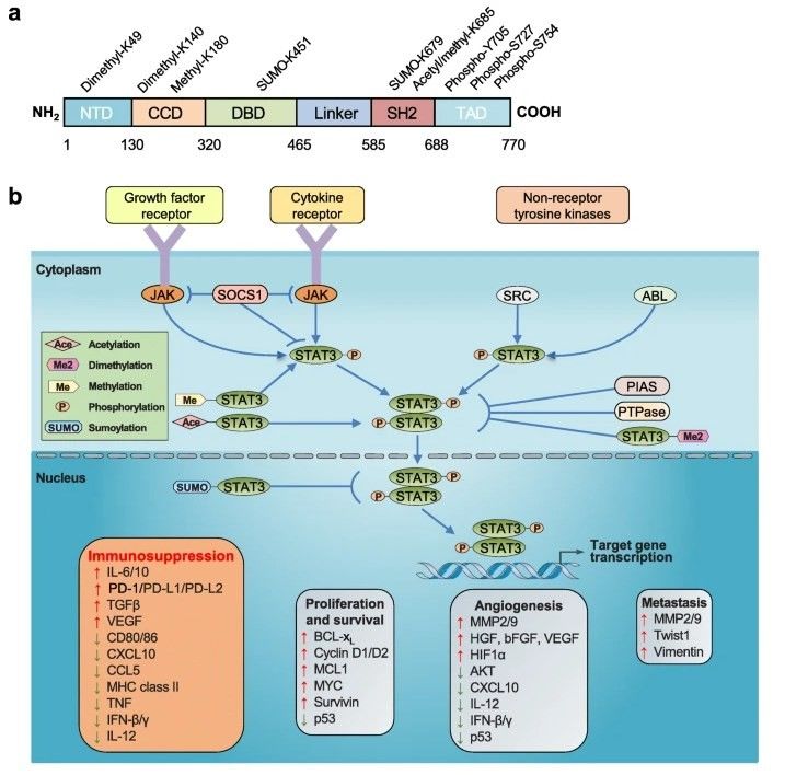 Fig.1 The signaling pathways mediated by EGFR and the corresponding therapeutic strategies. (OA Literature)