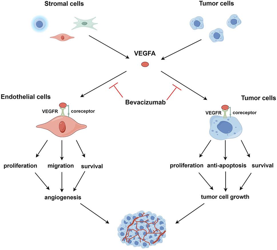 Fig.1 VEGFA-mediated crosstalk between endothelial and tumor cells. (OA Literature)