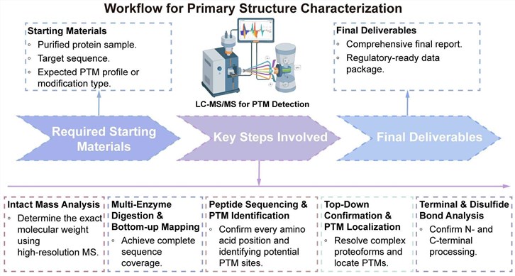A simple procedure for primary structure characterization service. (Creative Biolabs Original)