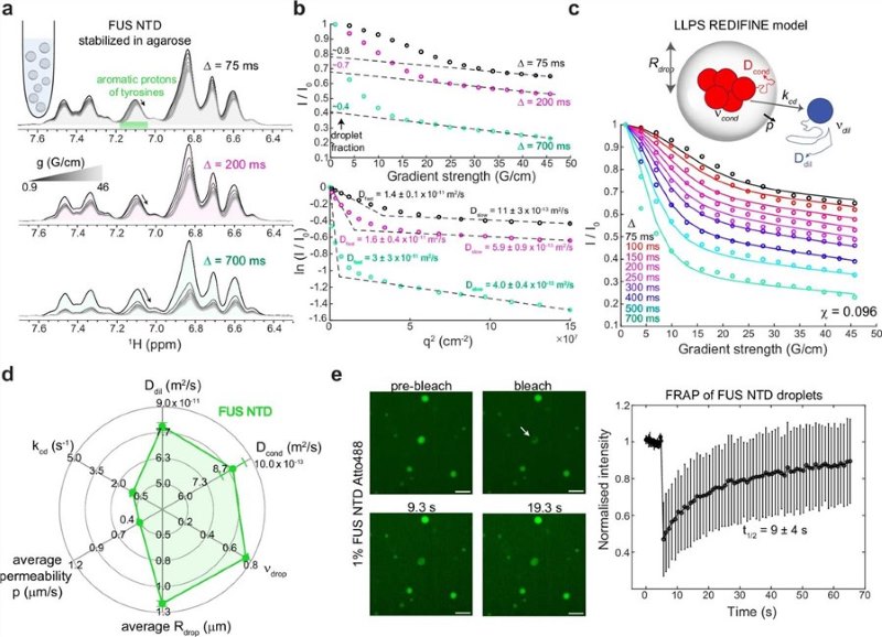 Fig.1 Characterization of the human FUS protein’s N-terminal domain. (OA Literature)