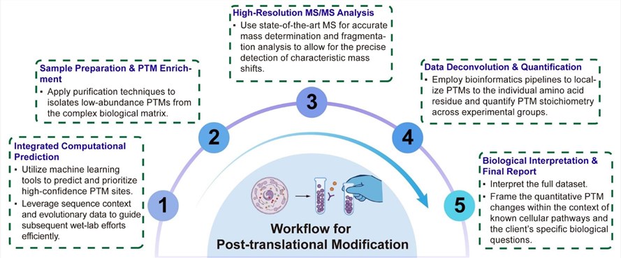A simple procedure for PTM service. (Creative Biolabs Original)