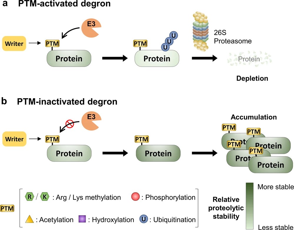 Fig.1 PTM-activated and PTM-inactivated degrons as opposing regulatory archetypes. (OA Literature)