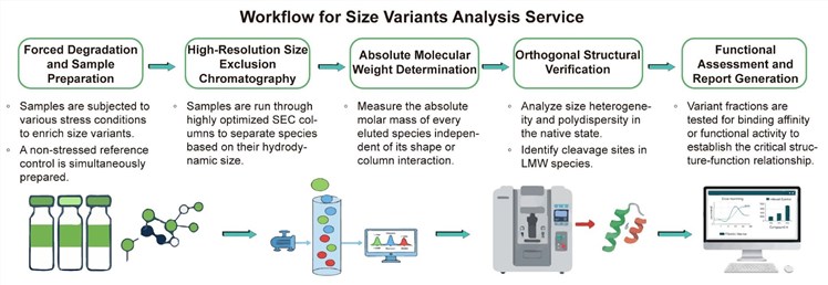 A simple procedure for size variants analysis. (Creative Biolabs Original)